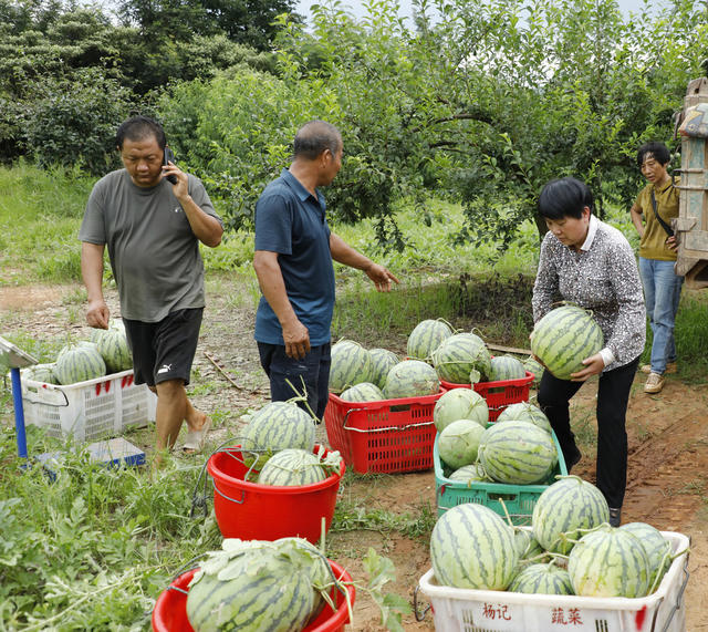 湖南 新田 西瓜 丰收 乡村振兴