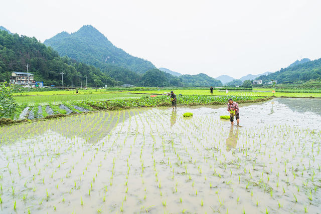 芒种将至  村民抢抓农时换季轮作  大面积栽插杂交水稻  确保主粮增产增收