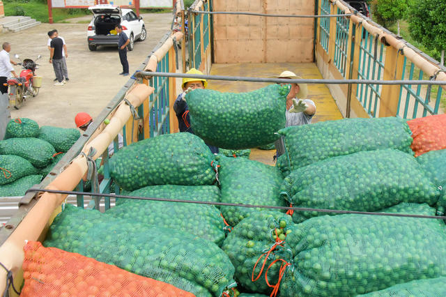 农业  丘岗  果树种植  红心李  成熟期  增收盈利。