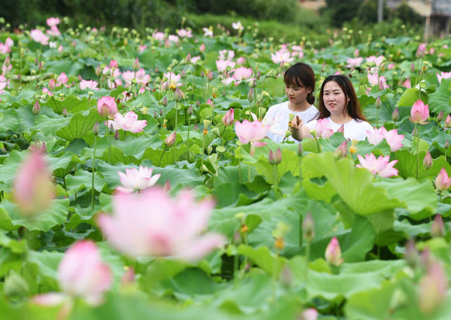 嘉禾：荷花绽放乡村美