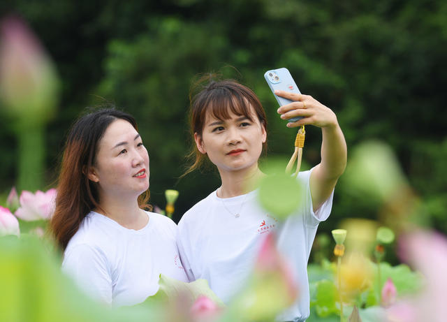 嘉禾：荷花绽放乡村美