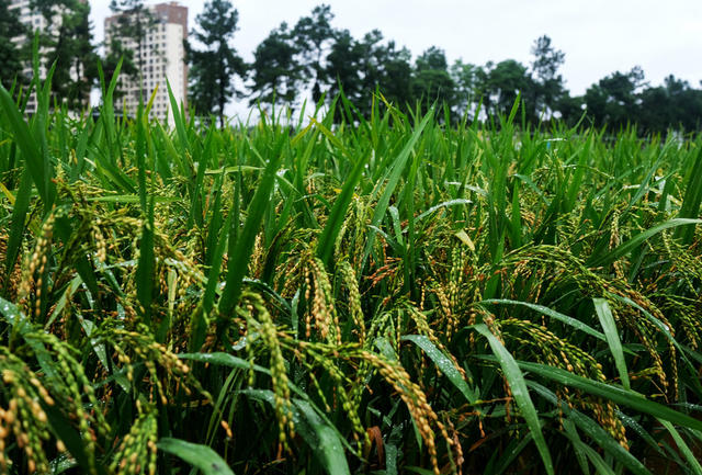 禾下乘凉梦，杂交水稻，袁隆平