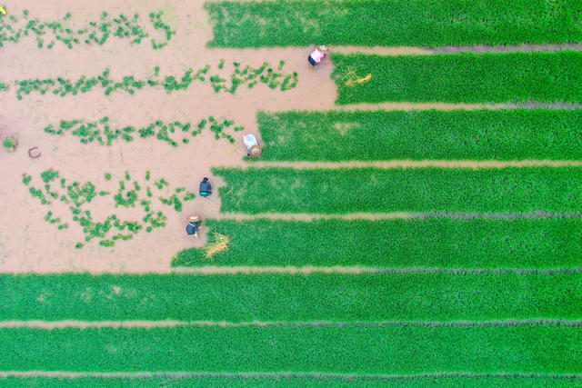 芒种 农事 插秧 水稻 劳作 湖南