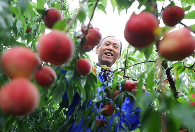 红脆桃 国家农产品地理标志 产品