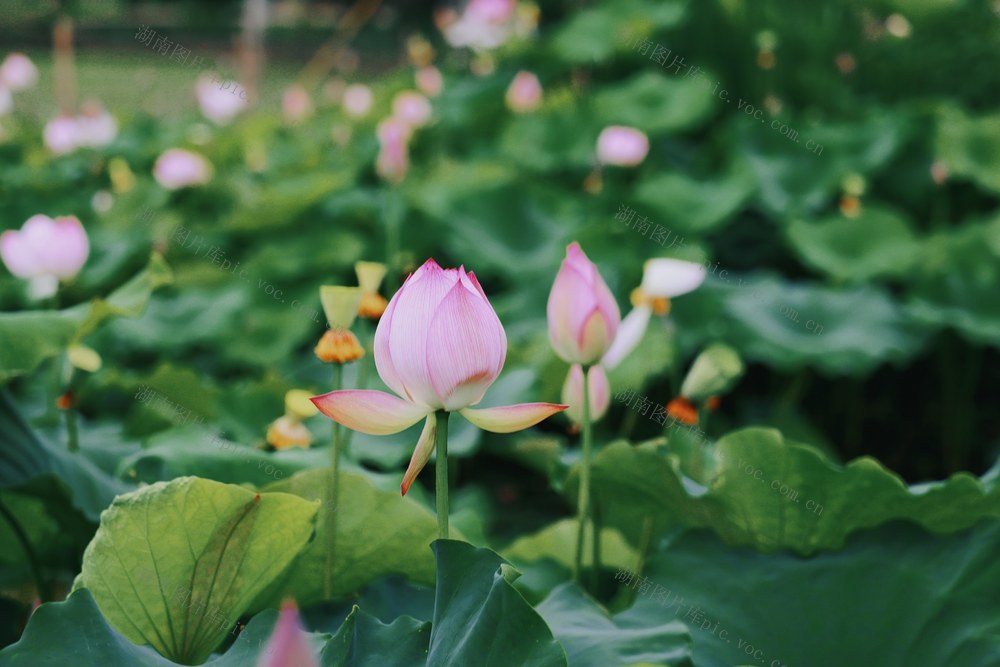 荷花；夏日初荷；