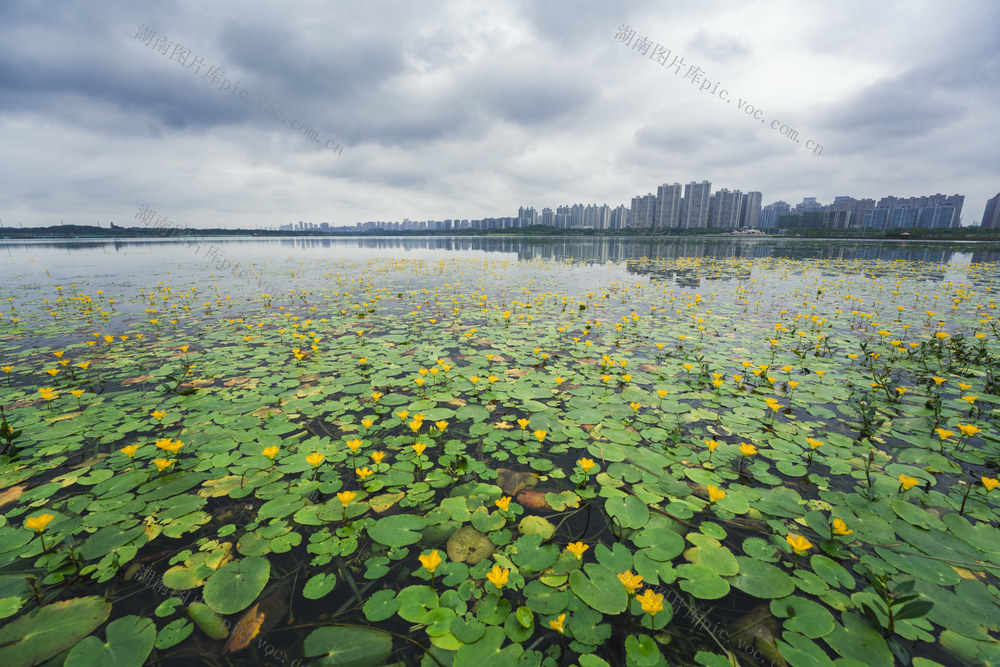 生态 环境 松雅湖 湿地公园 植物 诗经 荇菜 黄色花朵 蜜蜂