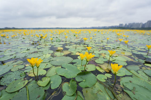 生态 环境 松雅湖 湿地公园 植物 诗经 荇菜 黄色花朵 蜜蜂