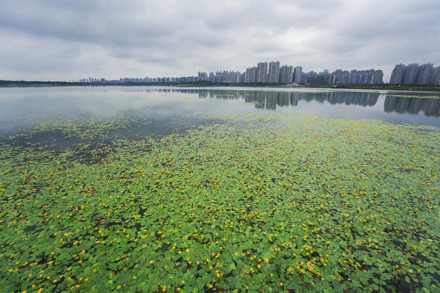 生态 环境 松雅湖 湿地公园 植物 诗经 荇菜 黄色花朵 蜜蜂