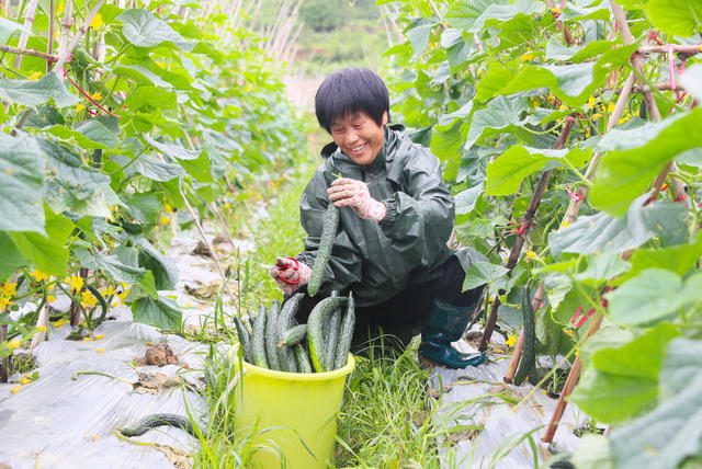 黄瓜  采摘  芒种  农事  增收