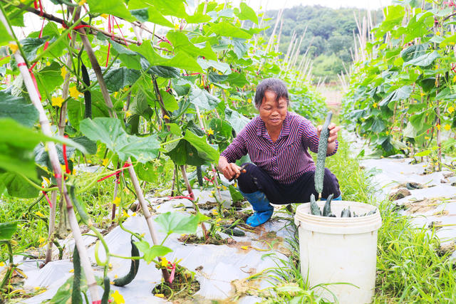 黄瓜  采摘  芒种  农事  增收