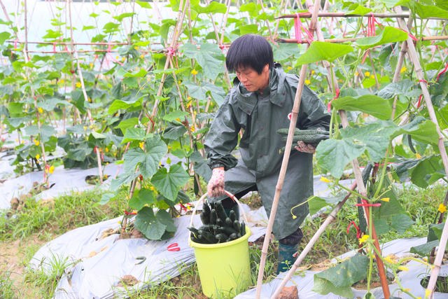黄瓜  采摘  芒种  农事  增收