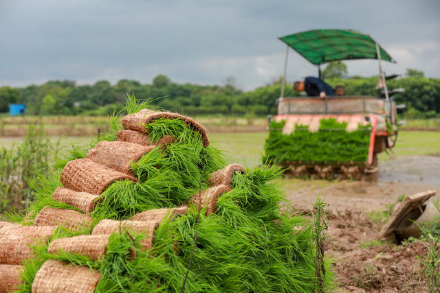 芒种 农事 插秧 三农