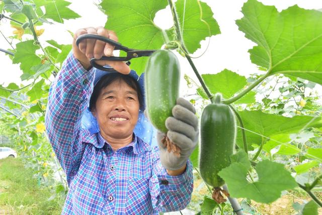 供港蔬菜采收忙