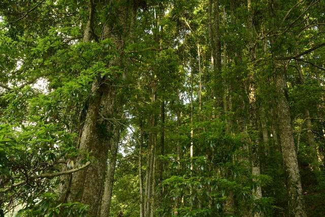 怀化沅陵发现野生楠木群落