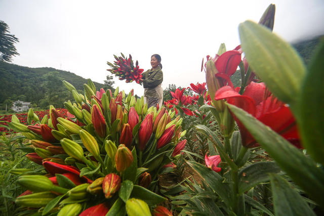 湖南，湘西，龙山，经济，鲜花，百合花，市场