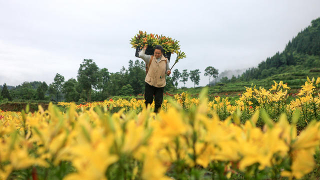湖南，湘西，龙山，经济，鲜花，百合花，市场