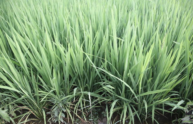 益阳口早稻囗喜人