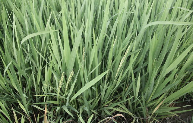 益阳口早稻囗喜人