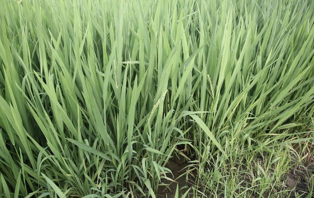 益阳口早稻囗喜人