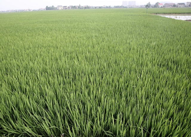 益阳口早稻囗喜人