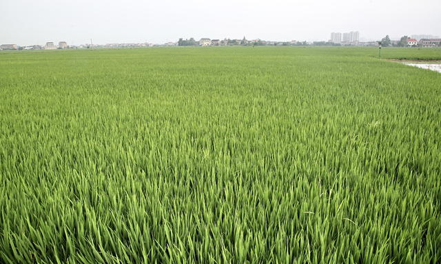 益阳口早稻囗喜人