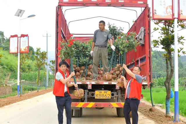 植树  草皮  添绿  环境  生态  旅游  故里