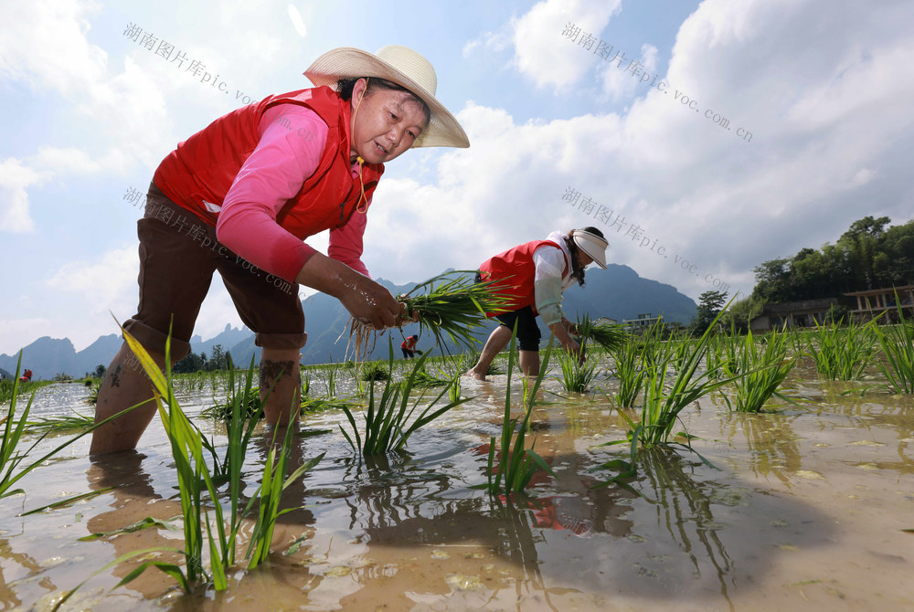 张家界 插秧 助农 志愿者