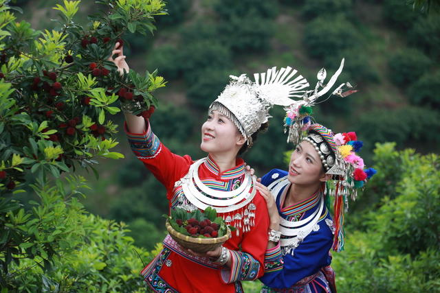 杨梅节
采摘游
民族特色