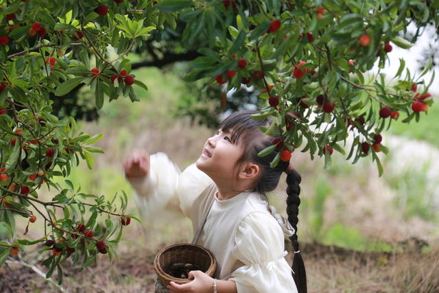 杨梅节
采摘游
民族特色