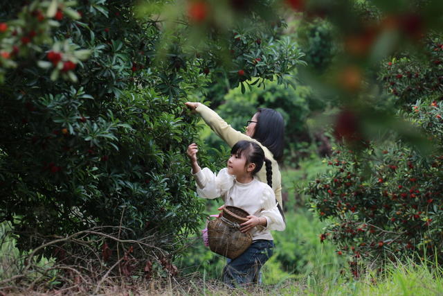 杨梅节
采摘游
民族特色