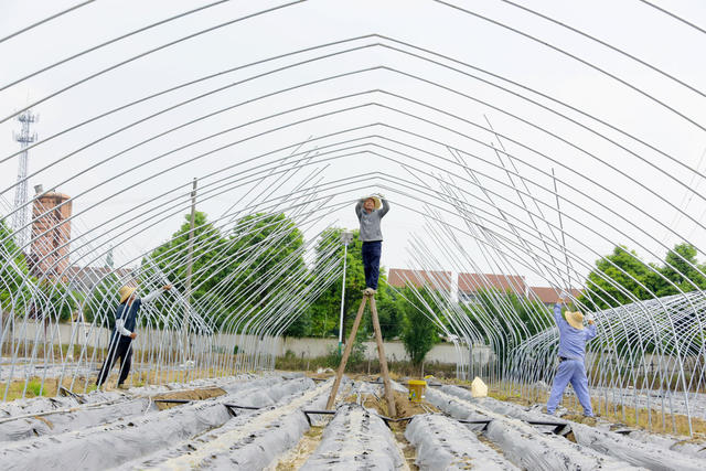 设施农业  草莓种植  大棚升级  安全种植  稳定增收