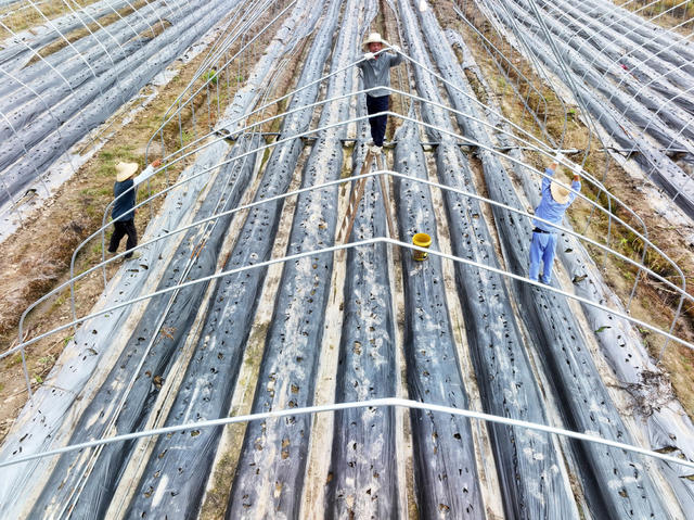 设施农业  草莓种植  大棚升级  安全种植  稳定增收