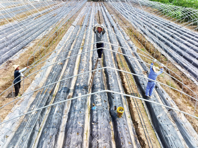 设施农业  草莓种植  大棚升级  安全种植  稳定增收