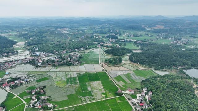 中稻插秧；
