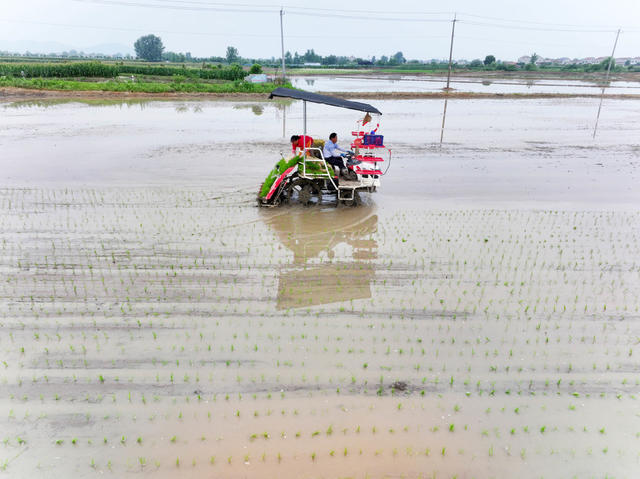 农业  粮食生产  中稻移栽  煞尾工作  机械化  插秧机  抢抓农时