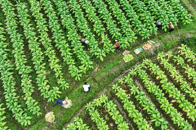 湖南,,永兴县,,洋塘乡,,文明村,,,庙门前,,,烟农,,烟叶采收,,烘烤,,,烤烟,,,烟叶采摘,  黄建华
