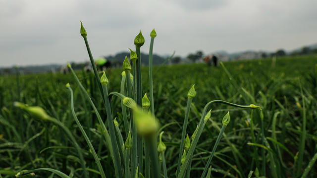 端午节、农村、农事