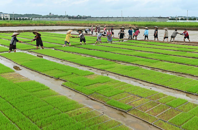 育秧  晚稻秧苗 秧田 水稻 粮食生产 农时 农业 农村 农民 种粮