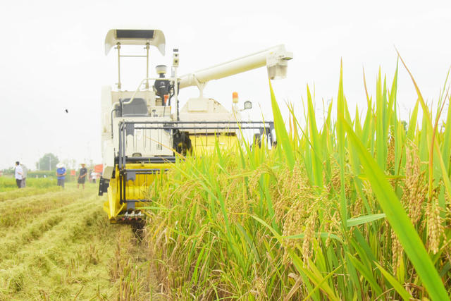 农业  粮食生产  早稻收割  智能机械  无人驾驶  提升效率  降低损失