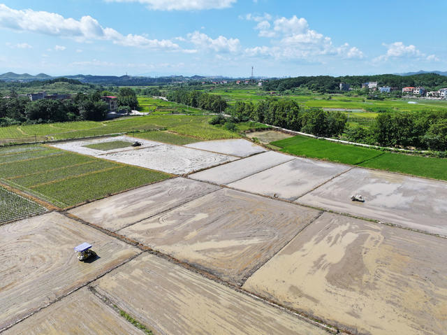 晚稻 生产 插秧