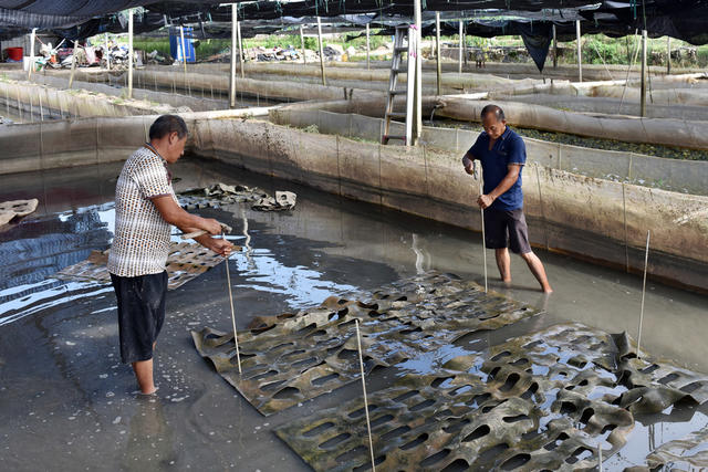 灾后蛙池作业忙 