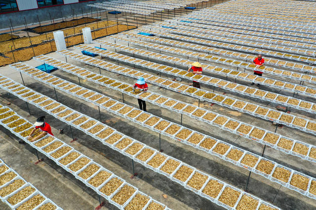 黄花菜  产业   经济  增收  致富  