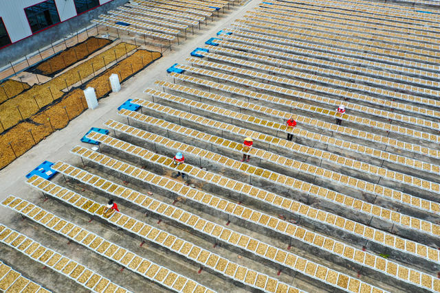 黄花菜  产业   经济  增收  致富  