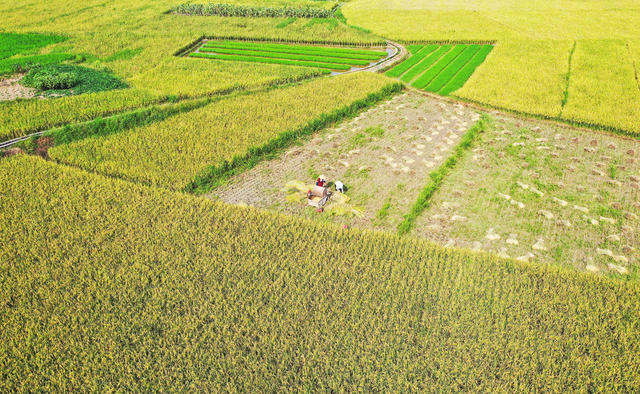 水稻  收割  双抢  农忙