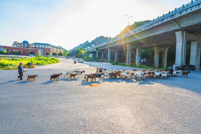 牧羊夕归致富路