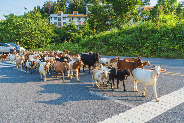 牧羊夕归致富路