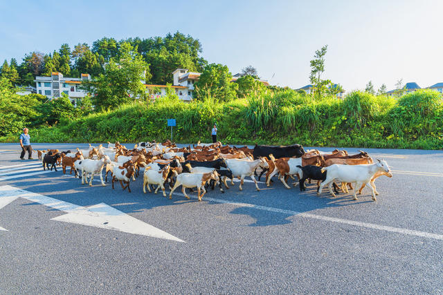 牧羊夕归致富路