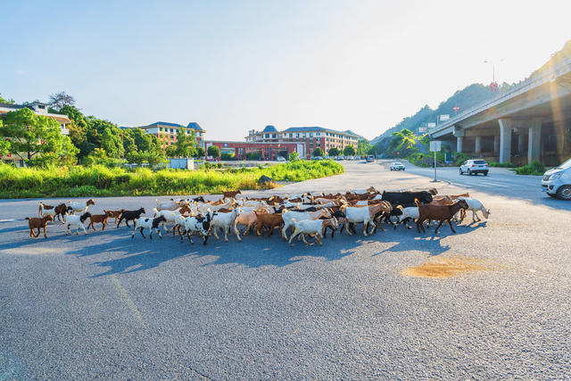 牧羊夕归致富路