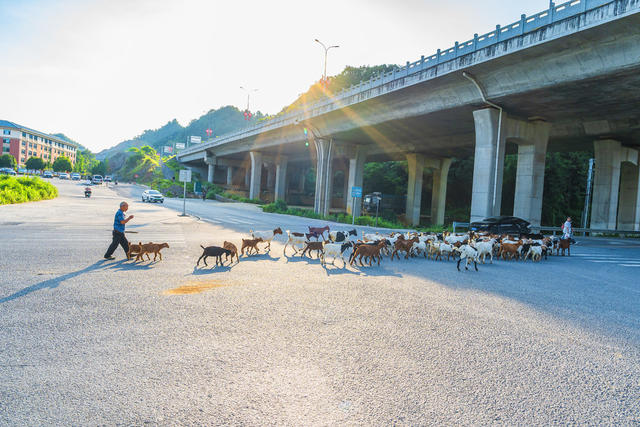 牧羊夕归致富路