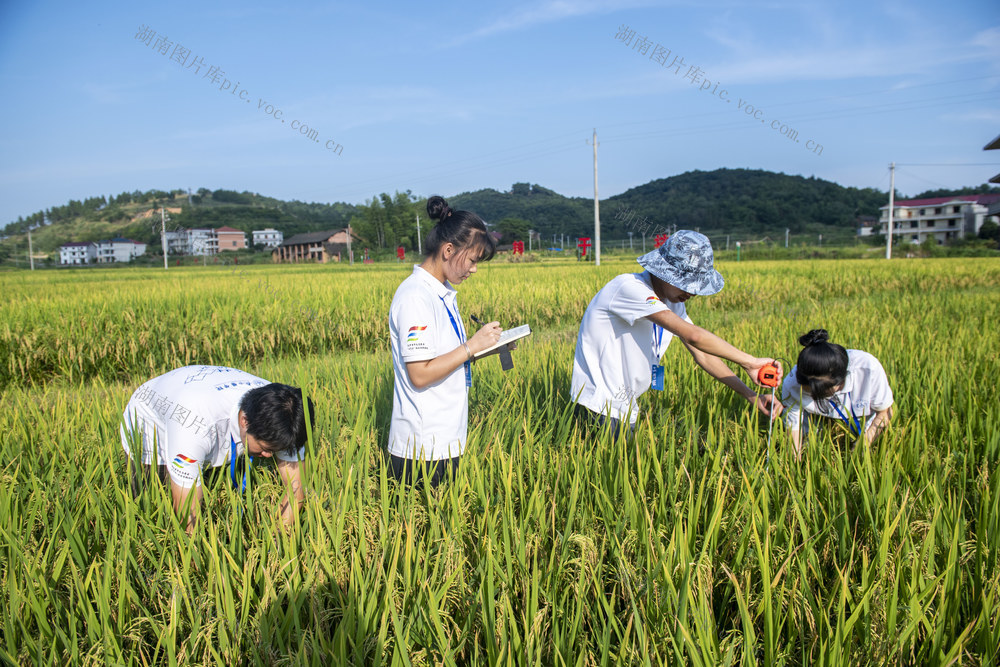 娄底 暑期 三下乡 社会实践 大学生